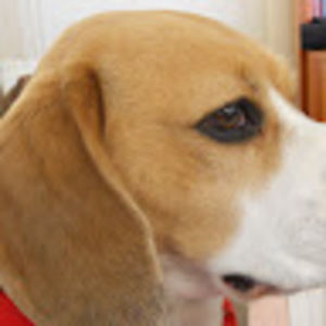 Meet your Posher, Heidi